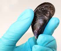 Das Vorbild stammt aus der Natur: Miesmuscheln bilden weiche Haftfäden, die zum Ende hin immer härter werden. So können sie an harten Untergründen wie Steinen fest anhaften. Behandschuhte Hand hält eine Miesmuschel