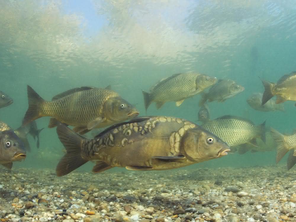 Wasserzustand untersuchen: Mobil für die Freiland-Gewässeranalytik Fische in Gewässer