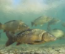 Fische in Gewässer