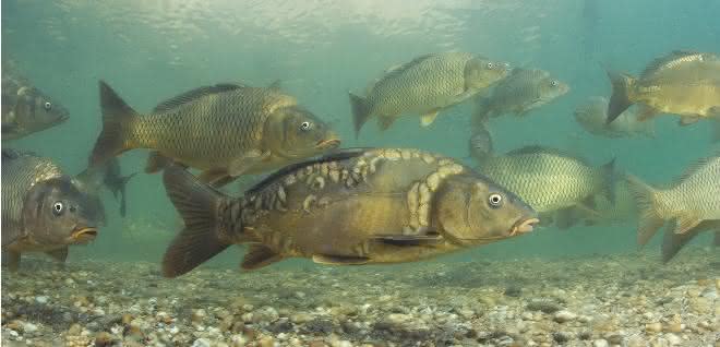 Fische in Gewässer