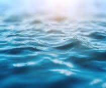 Mikroplastik und andere Verunreinigungen: Schwämme als marine Bioindikatoren? Meer (Wasseroberfläche)