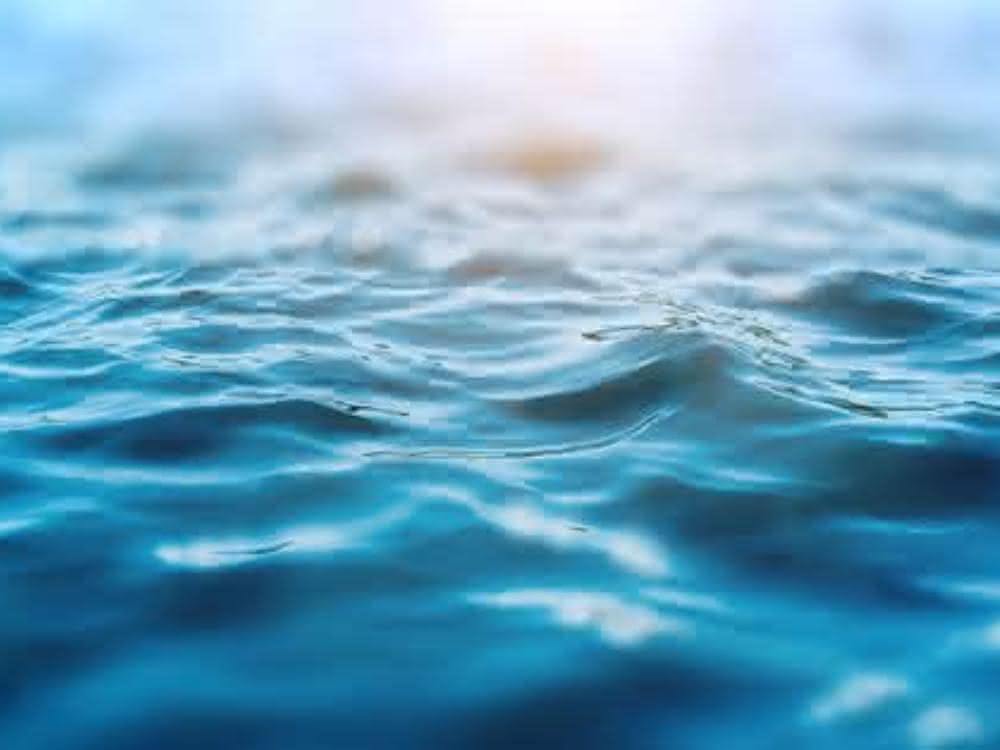 Mikroplastik und andere Verunreinigungen: Schwämme als marine Bioindikatoren? Meer (Wasseroberfläche)