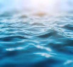 Mikroplastik und andere Verunreinigungen: Schwämme als marine Bioindikatoren? Meer (Wasseroberfläche)