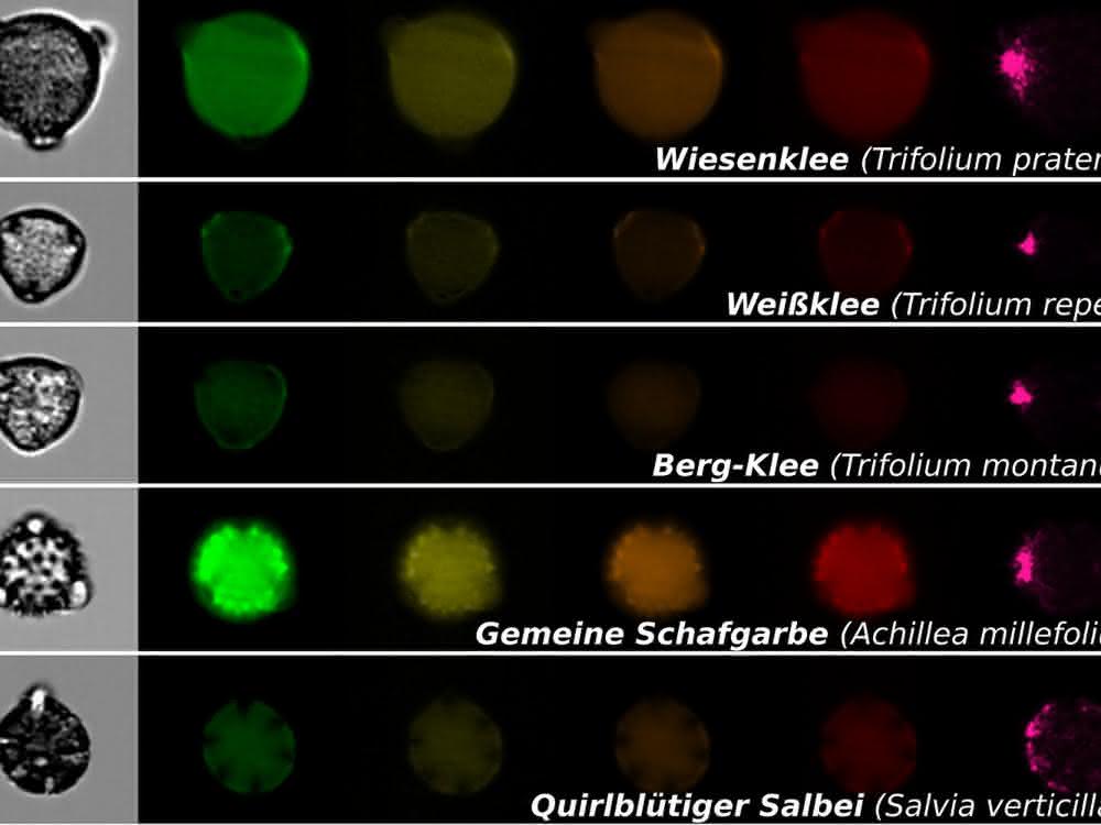 Mikroskopische Aufnahmen von Pollen. Links normale mikroskopische Aufnahmen, rechts Fluoreszenzaufnahmen Mikroskopische Aufnahmen von Pollen