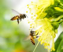 Bildbasierte Partikelanalyse mit KI: Blütenpollen effizient bestimmen Bienen an Blüte