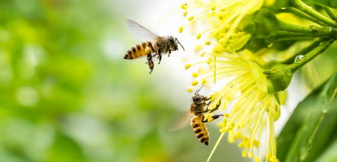 Bienen an Blüte