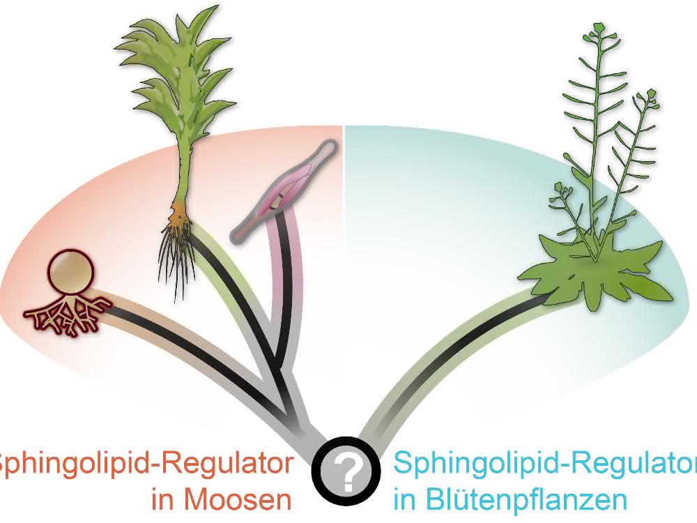 Grafik Regulation von Sphingolipiden