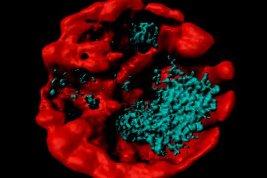 Lasermikroskopische Aufnahme von kristallinem Guanin (blau) in einer Alge der Gattung Symbiodinium.