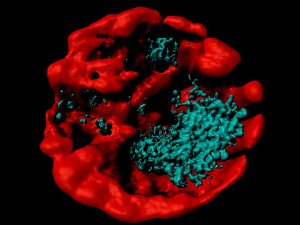 Lasermikroskopische Aufnahme von kristallinem Guanin (blau) in einer Alge der Gattung Symbiodinium.