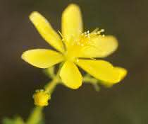 Die Blüten des Johanniskrauts (Hypericum perforatum) haben nicht nur heilende, sondern auch katalytische Wirkung. Blüten des Johanniskrauts (Hypericum perforatum)