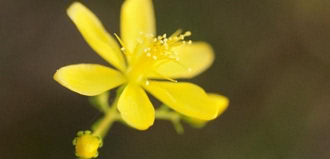Die Blüten des Johanniskrauts (Hypericum perforatum) haben nicht nur heilende, sondern auch katalytische Wirkung. Blüten des Johanniskrauts (Hypericum perforatum)