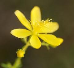 Die Blüten des Johanniskrauts (Hypericum perforatum) haben nicht nur heilende, sondern auch katalytische Wirkung. Blüten des Johanniskrauts (Hypericum perforatum)