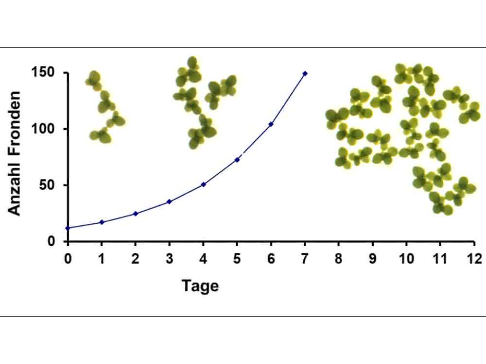 Automatisch über sieben Tage gemessene Frondzahlen Grafik: über sieben Tage gemessene Frondzahlen