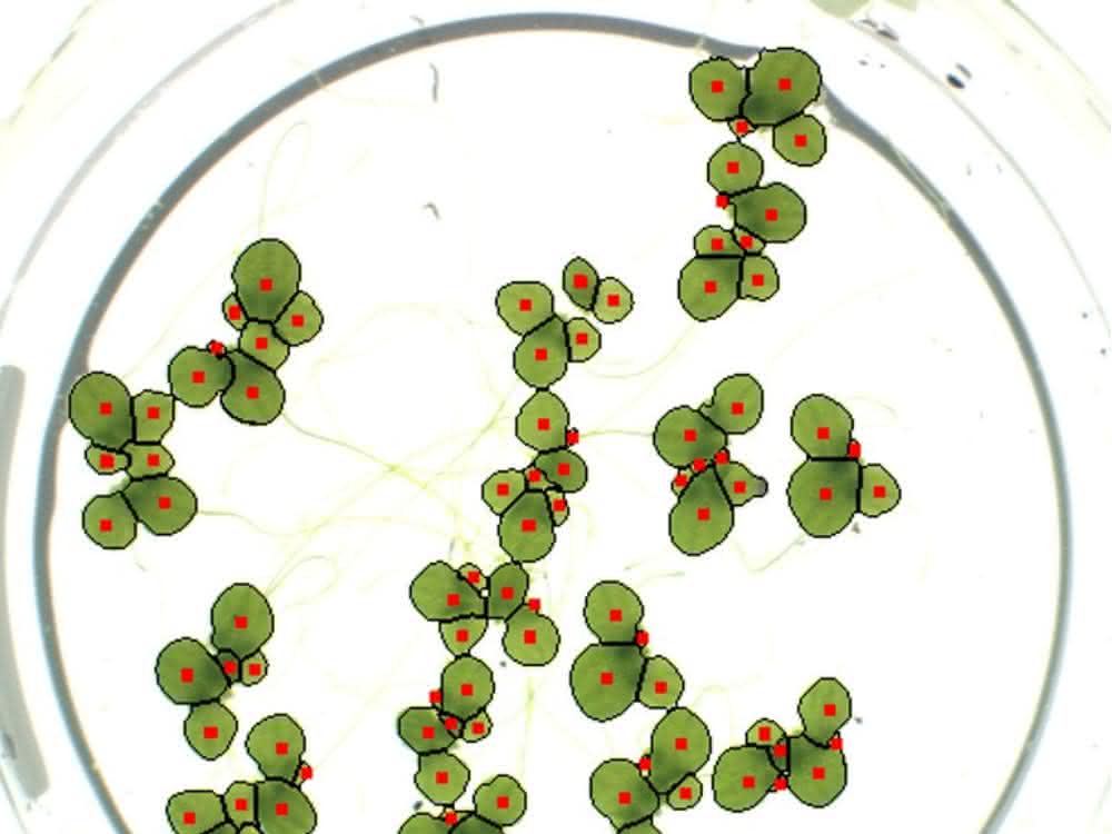 Wasserlinsen nach der Analyse mit „LemnaGrid“ Wasserlinsen nach der Analyse mit „LemnaGrid“