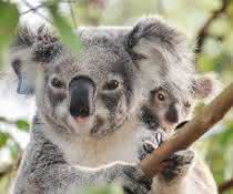 Wilder Koala mit Jungtier