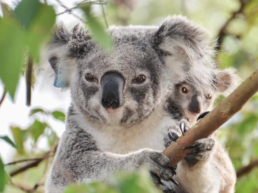 Wilder Koala mit Jungtier