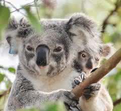 Wilder Koala mit Jungtier