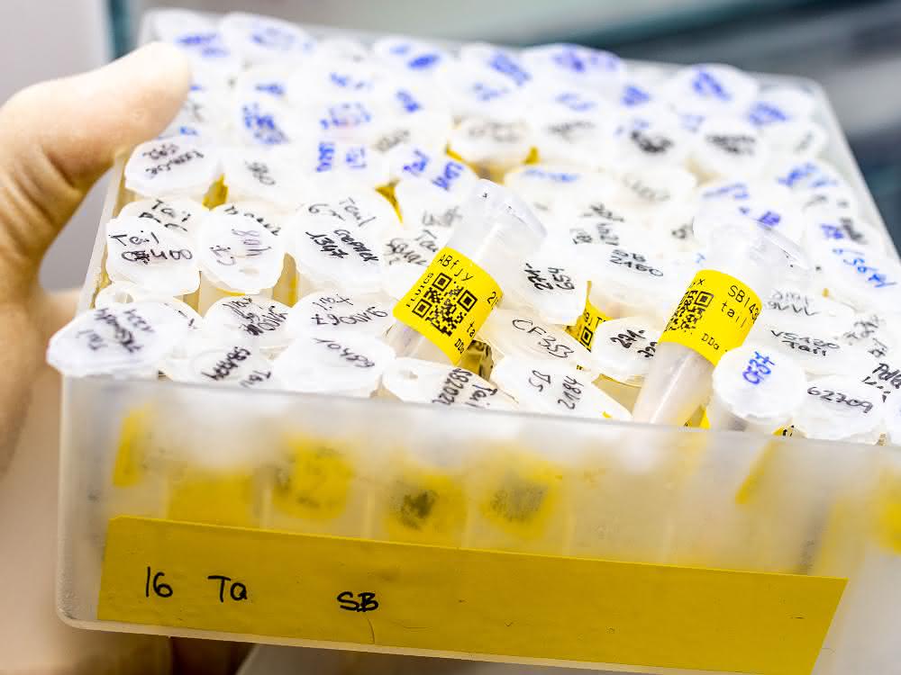 Tiefgekühlte Proben im Behälter
