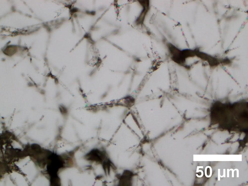 Mikroskopieaufnahme eines Hydrogels
