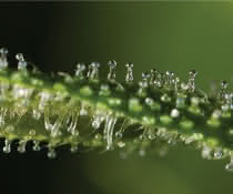 Cannabis-Trichome