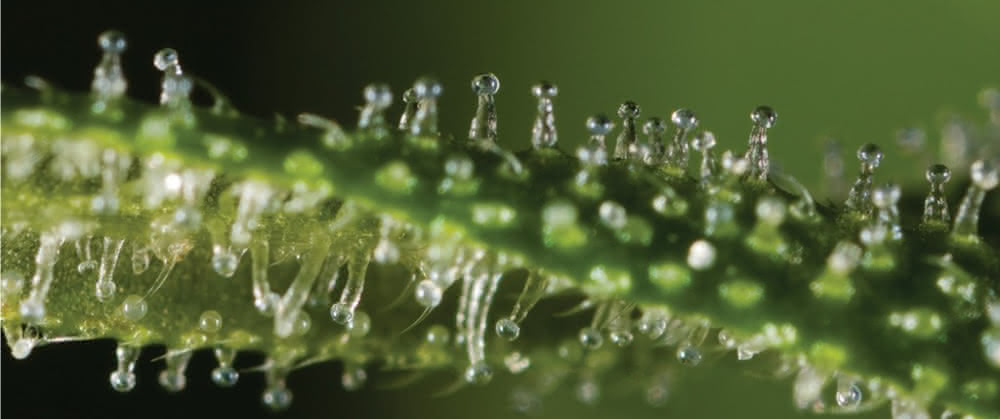 Cannabis-Trichome Cannabis-Trichome