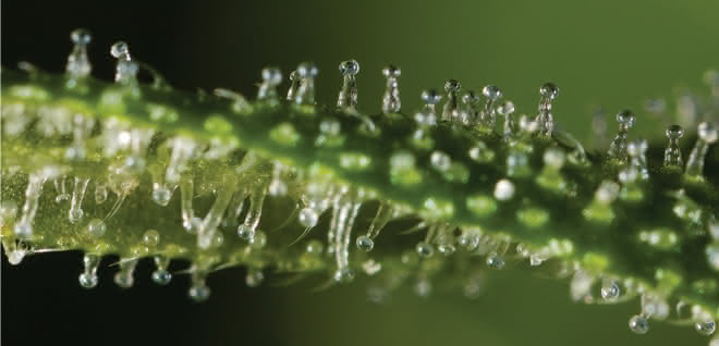 Cannabis-Trichome Cannabis-Trichome