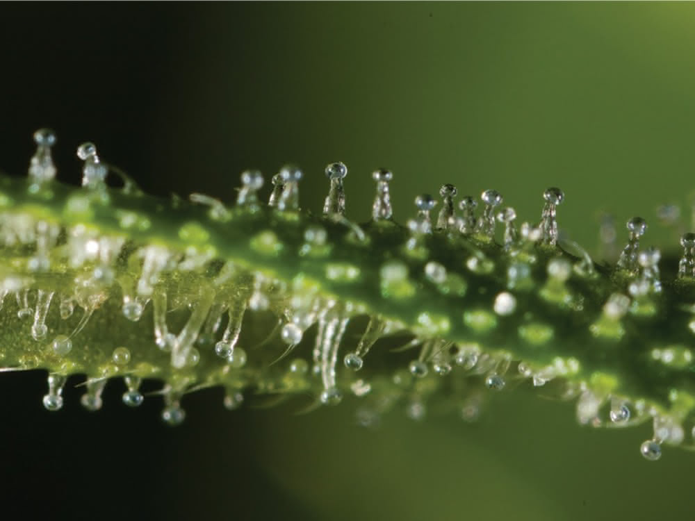 Cannabis-Trichome Cannabis-Trichome