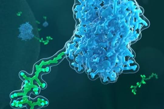 Peptid an Protein (Kunstbild)