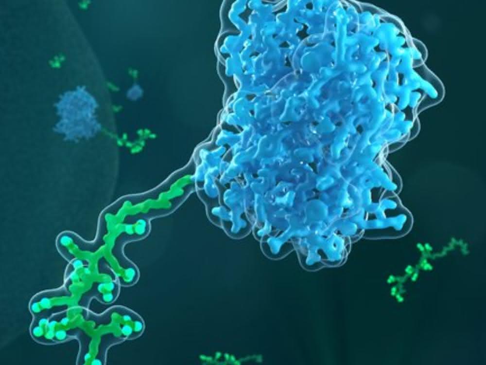 Peptid an Protein (Kunstbild)