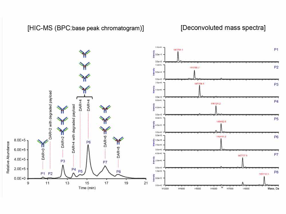 Bild 3 Chromatogramm und Massenspektren des SigMAb ADC Mimics