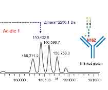 Bild 1 Chromatogramm und Massenspektren NIST MAbs