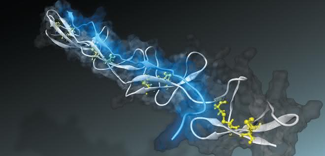Mechanobiologie: Nano-Sensor misst Faserspannung