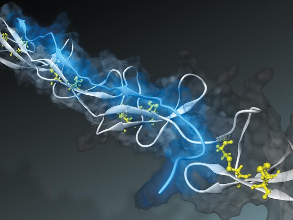 Mechanobiologie: Nano-Sensor misst Faserspannung
