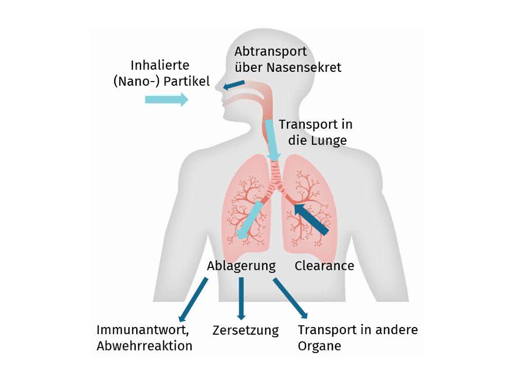 Bild 1 Schaubild inhalierte Partikel in Atemwegen