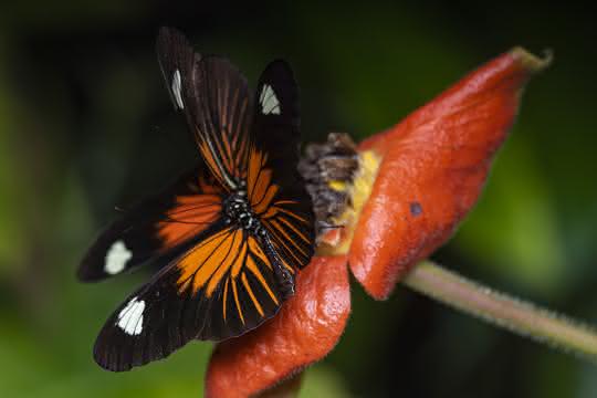 Heliconius-Schmetterling