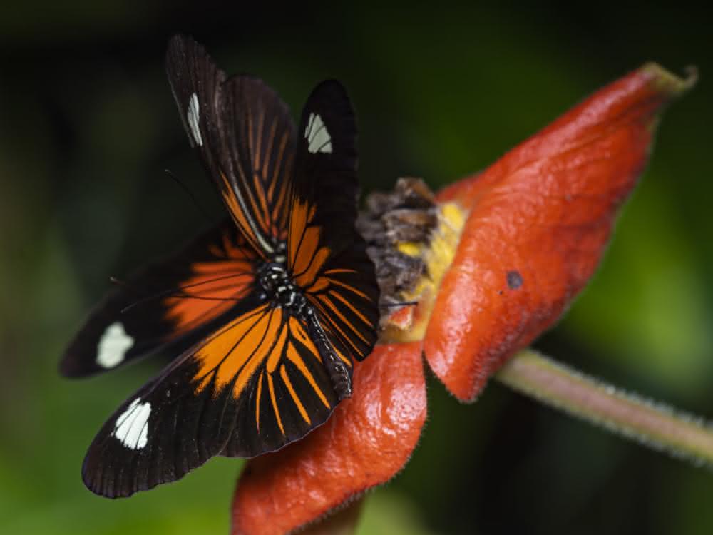 Heliconius-Schmetterling