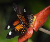 Heliconius-Schmetterling