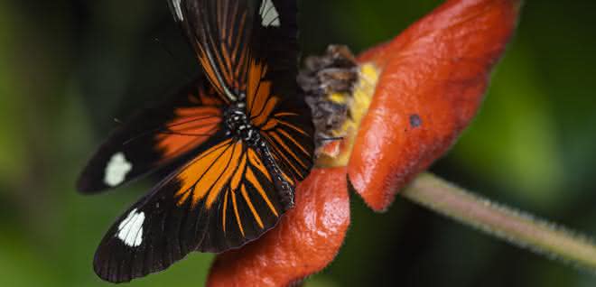 Heliconius-Schmetterling