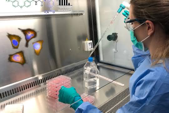 Arbeiten mit Dengue-Viren im BSL-3-Labor der Universität Heidelberg.