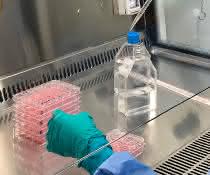 Arbeiten mit Dengue-Viren im BSL-3-Labor der Universität Heidelberg.