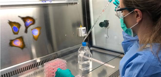 Arbeiten mit Dengue-Viren im BSL-3-Labor der Universität Heidelberg.