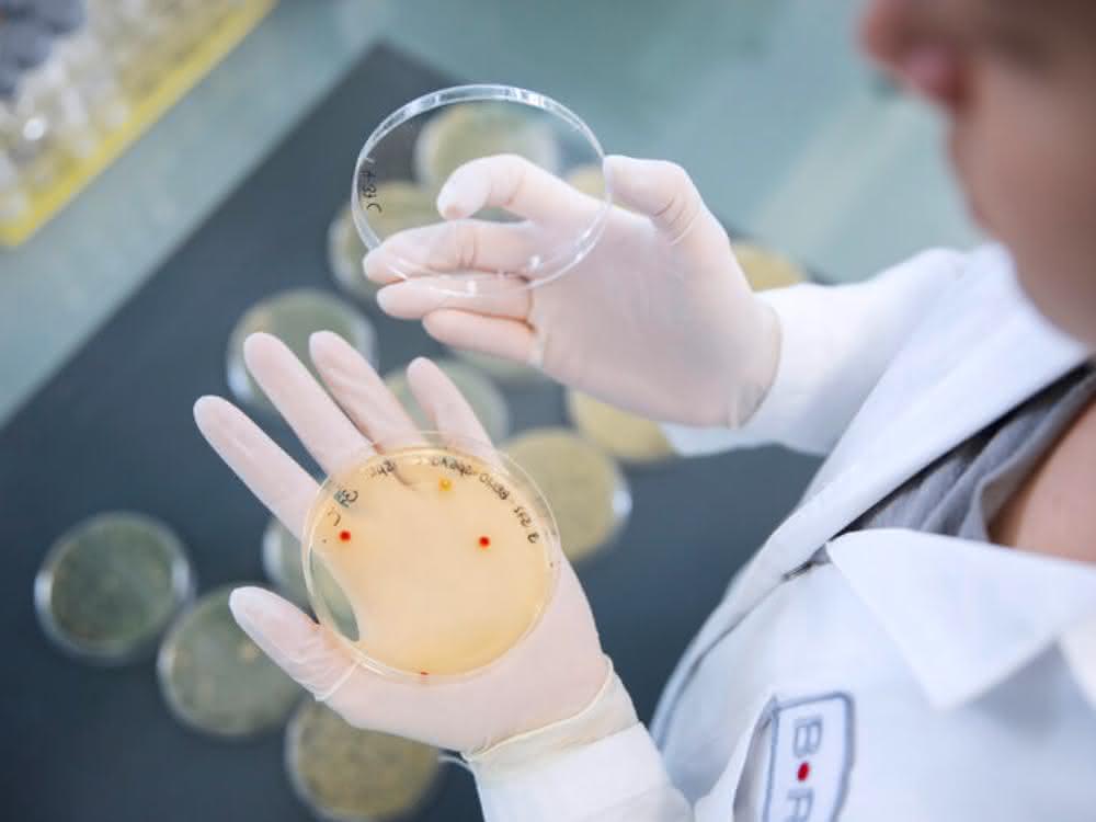 CRISPR-Cas-Nukleasen erforschen: Sartorius und Brain Biotech arbeiten zusammen