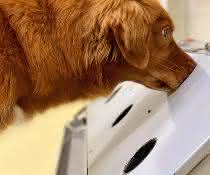 Spürhund im Einsatz Spürhund im Einsatz
