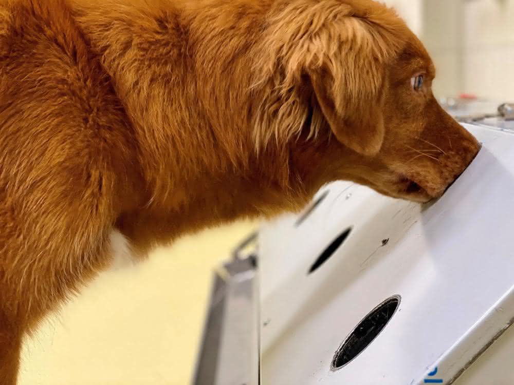 Spürhund im Einsatz