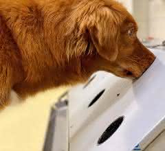 Spürhund im Einsatz
