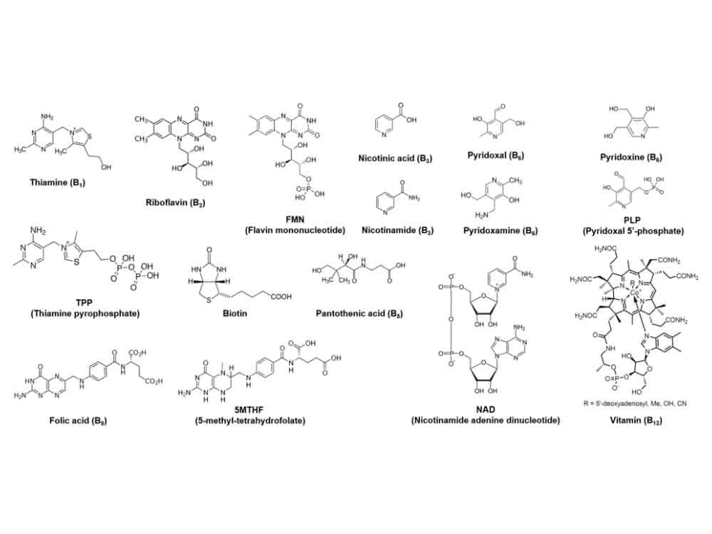 Strukturen der B-Vitamine und ihrer Vitamere.