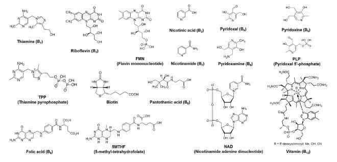 Strukturen der B-Vitamine und ihrer Vitamere.