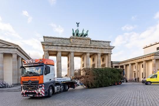 A red spruce for Berlin