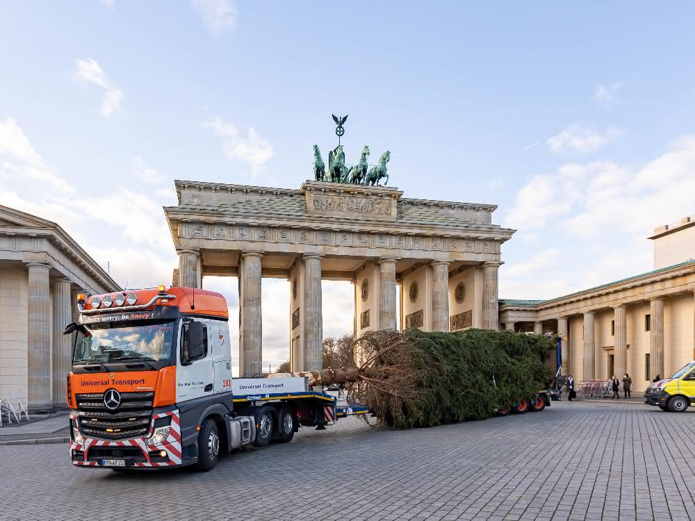 A red spruce for Berlin
