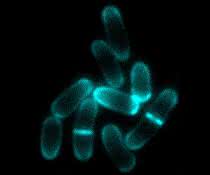 Corynebacterium glutamicum Mikroskopische Aufnahme